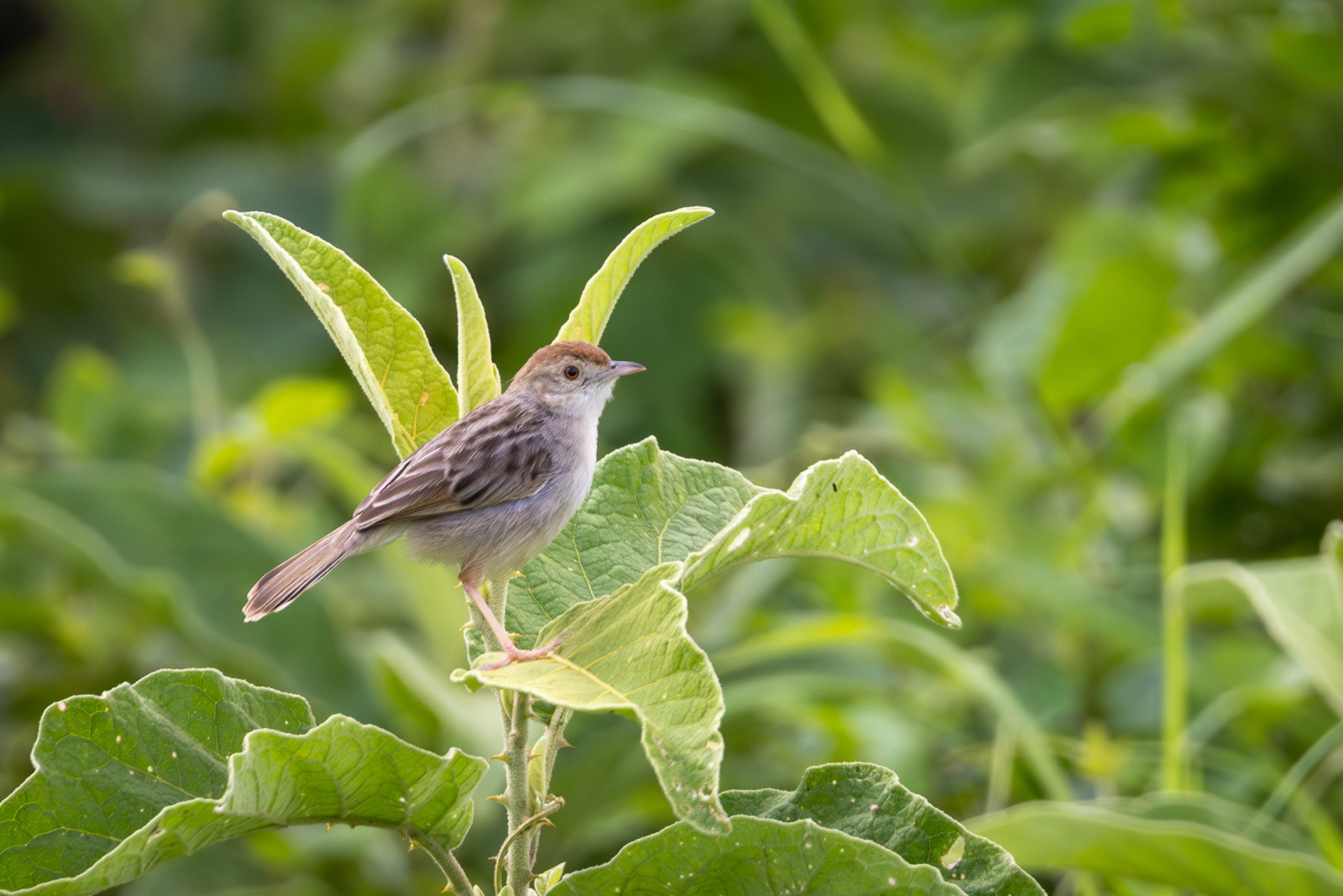 image Rattling Cisticola